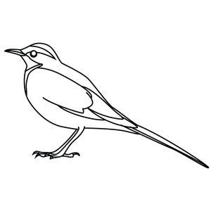 How To Draw An African Pied Wagtail - Step-By-Step Tutorial