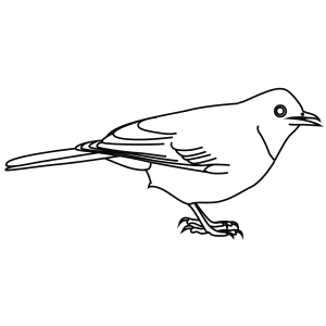 How To Draw An African Red Eyed Bulbul - Step-By-Step Tutorial