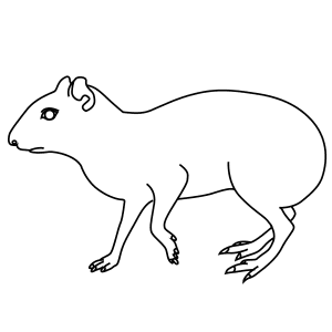 How To Draw An Agouti - Step-By-Step Tutorial