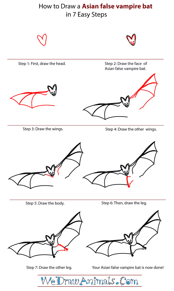 How To Draw An Asian false vampire bat - Step-By-Step Tutorial
