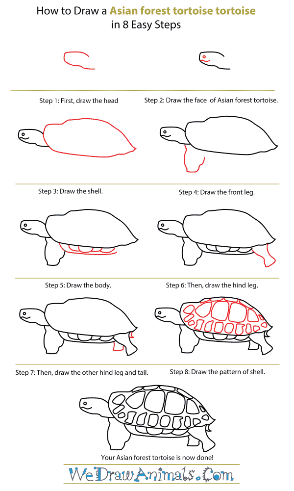 How To Draw An Asian foreset tortoise - Step-By-Step Tutorial