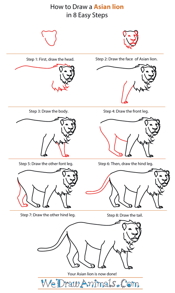 How to Draw an Asian Lion