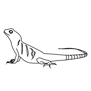 How To Draw An Asian Water Dragon - Step-By-Step Tutorial