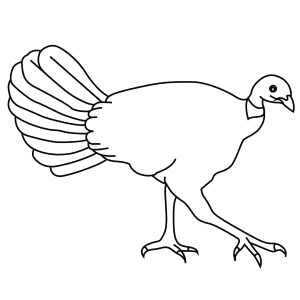 How To Draw An Australian Brush Turkey - Step-By-Step Tutorial