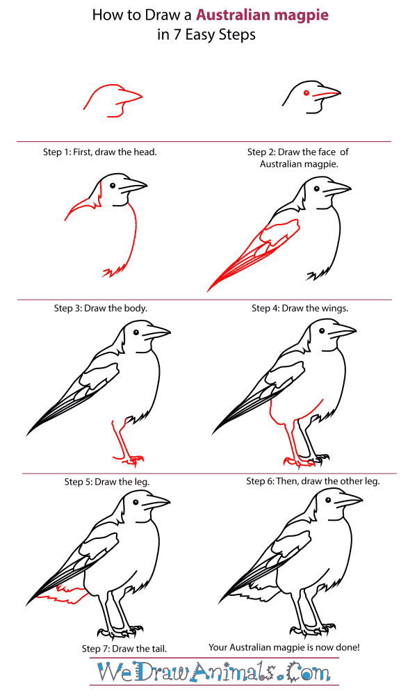 How To Draw An Australian magpie - Step-By-Step Tutorial