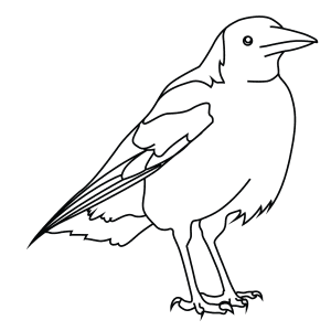 How To Draw An Australian Magpie - Step-By-Step Tutorial