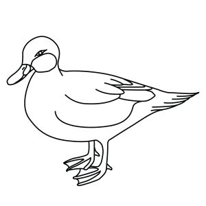 How To Draw A Bahama Pintail - Step-By-Step Tutorial