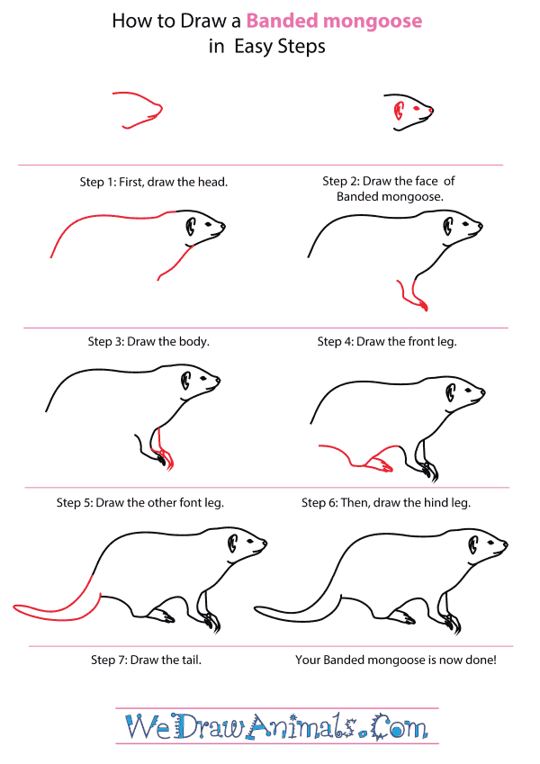 How To Draw A Banded mongoose - Step-By-Step Tutorial