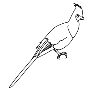 How To Draw A Bare Faced Go Away Bird - Step-By-Step Tutorial