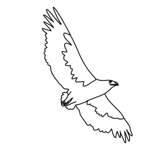 How To Draw A Bateleur Eagle - Step-By-Step Tutorial