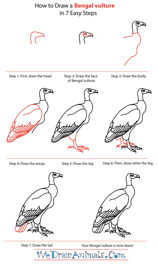 How To Draw A Bengal vulture - Step-By-Step Tutorial