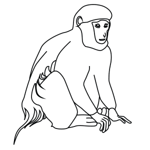 How To Draw A Black And White Colobus - Step-By-Step Tutorial