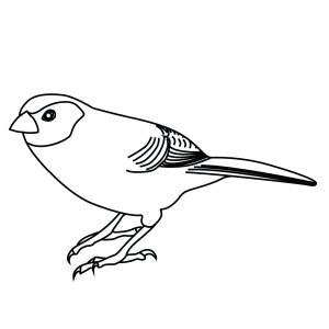 How To Draw A Black Cheeked Waxbilll - Step-By-Step Tutorial