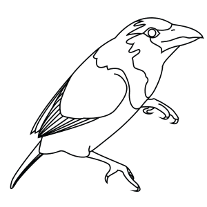 How To Draw A Black Collared Barbet - Step-By-Step Tutorial