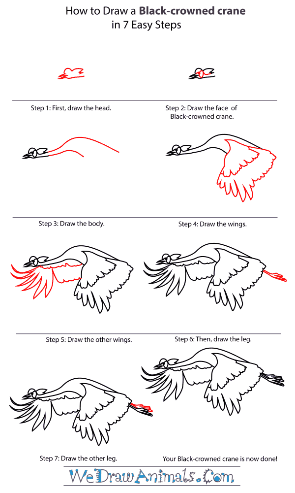How To Draw A Black-Crowned Crane - Step-By-Step Tutorial