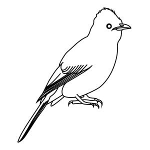 How To Draw A Black Eyed Bulbul - Step-By-Step Tutorial