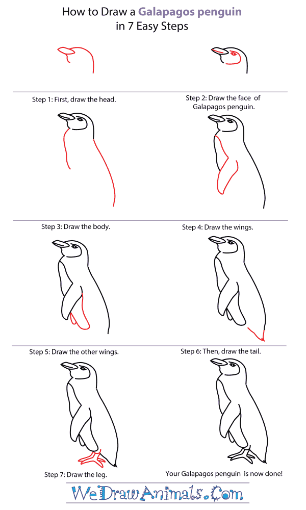 How To Draw A Galapagos penguin - Step-By-Step Tutorial