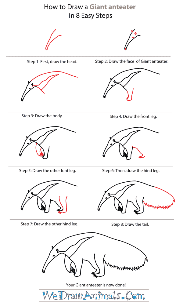 How to Draw a Giant Anteater