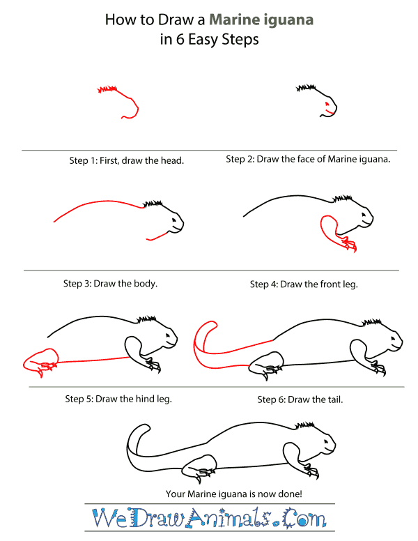 How To Draw A Marine iguana - Step-By-Step Tutorial
