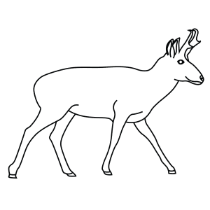 How To Draw A Pronghorn - Step-By-Step Tutorial