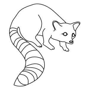 How To Draw A Ringtail - Step-By-Step Tutorial