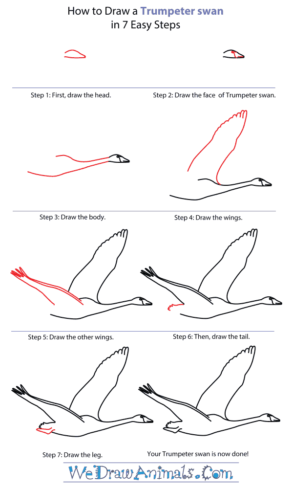 How To Draw A Trumpeter swan - Step-By-Step Tutorial