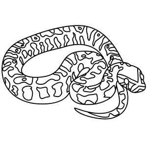 How To Draw an African Rock Python - Step-By-Step Tutorial