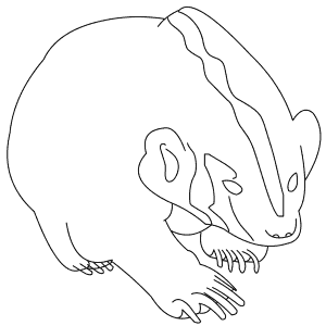 How To Draw an American Badger - Step-By-Step Tutorial