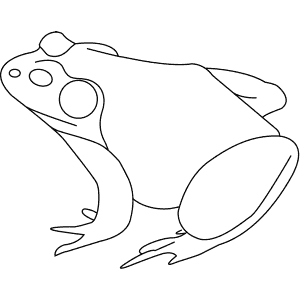 How To Draw an American Bullfrog - Step-By-Step Tutorial