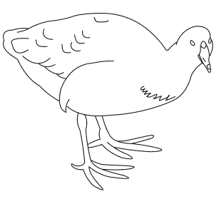 How To Draw an American Coot - Step-By-Step Tutorial