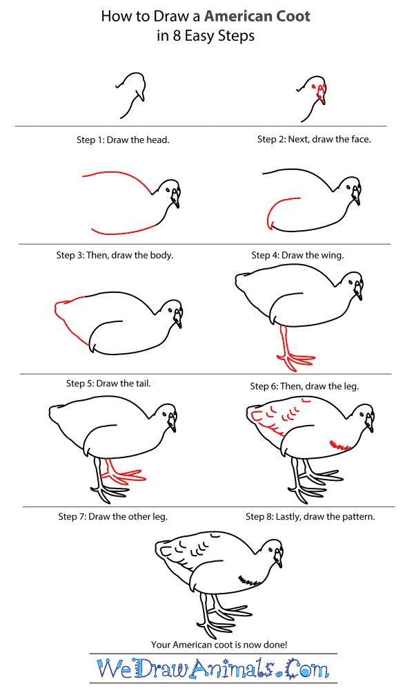 How to Draw an American Coot - Step-by-Step Tutorial