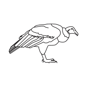 How To Draw an Andean Condor - Step-By-Step Tutorial
