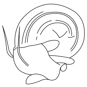 How To Draw an Apple Snail - Step-By-Step Tutorial