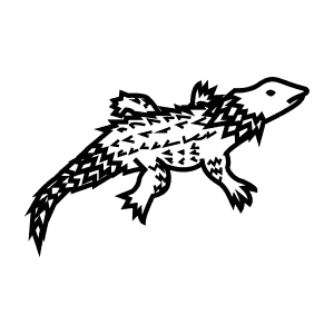 How To Draw an Armadillo Girdled Lizard - Step-By-Step Tutorial