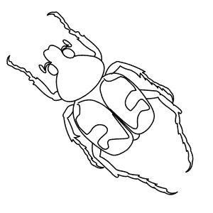 How To Draw a Bee Beetle - Step-By-Step Tutorial