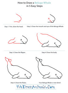 How to Draw a Beluga Whale