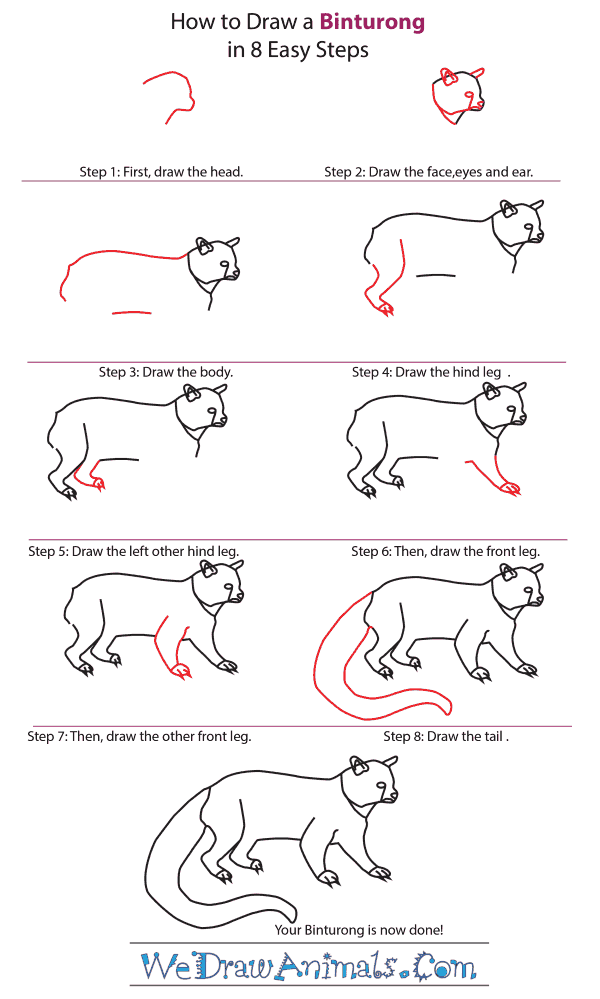 How to Draw a Binturong - Step-By-Step Tutorial