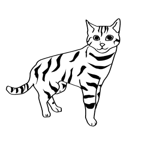 How To Draw a Black-Footed Cat - Step-By-Step Tutorial