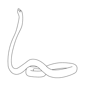 How To Draw a Black Mamba - Step-By-Step Tutorial