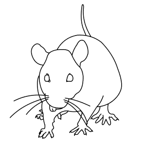 How To Draw a Black Rat - Step-By-Step Tutorial