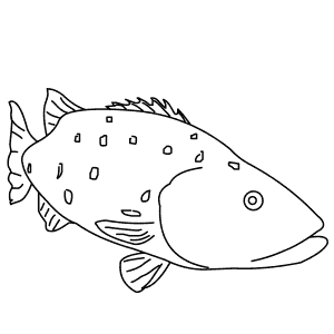 How To Draw a Black Sea Bass - Step-By-Step Tutorial