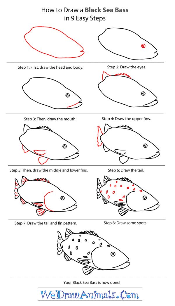 How to Draw a Black Sea Bass - Step-by-Step Tutorial