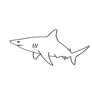 How To Draw a Blacktip Shark - Step-By-Step Tutorial
