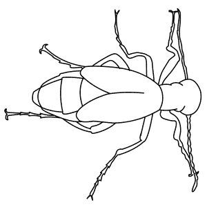 How To Draw a Blister Beetle - Step-By-Step Tutorial