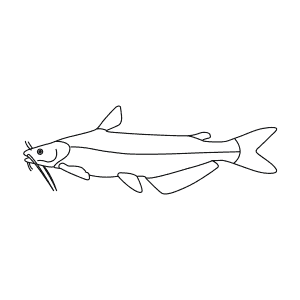 How To Draw a Blue Catfish - Step-By-Step Tutorial