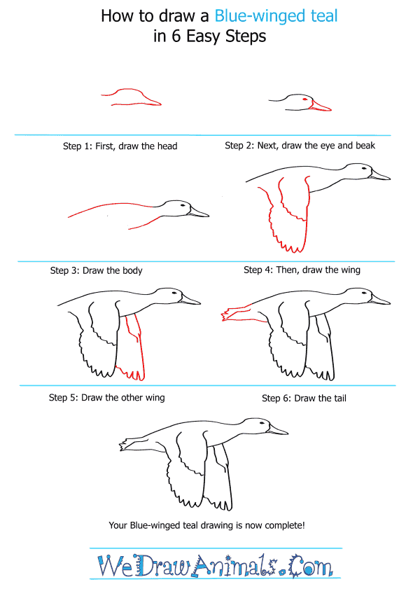 How to Draw a Blue-Winged Teal - Step-by-Step Tutorial