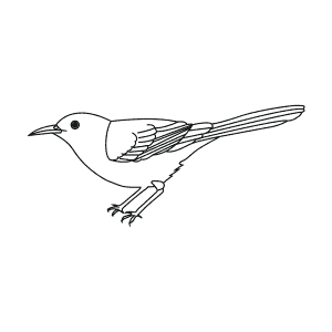 How To Draw a Brown Thrasher - Step-By-Step Tutorial