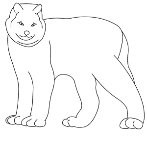 How To Draw a Canada Lynx - Step-By-Step Tutorial