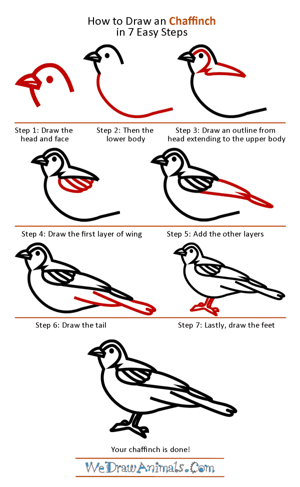 How to Draw a Chaffinch - Step-by-Step Tutorial