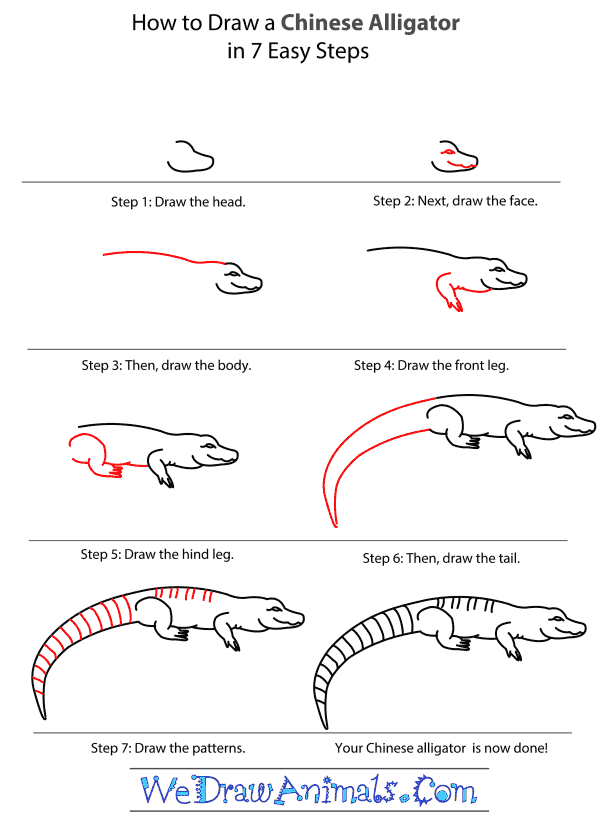 How to Draw a Chinese Alligator - Step-by-Step Tutorial